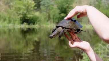 Avrupa Gölet Kaplumbağası Tutan Kadın Eller Bulanık Nehir Altında. Yakalanmış bir kaplumbağa sürünür, kafasını kabuğundan çıkarır pençelerini ve bakışlarını hareket ettirir. Güneşli yaz günü, günbatımı, güneş parlıyor.