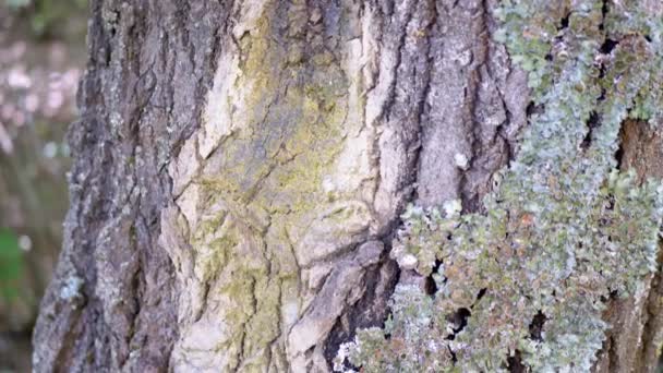 一棵老树中的布朗 巴克与莫斯 莫迪和爬虫一起覆盖着 摄像机沿着树干移动 粗糙的天然纹理木料 模糊的自然背景 — 图库视频影像
