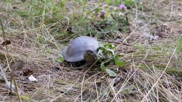 太陽の下の葉とベーシックで厚い乾燥した草に座っているタートル フロントビュー ポートレイト ヨーロッパの池の亀は頭を回転させ 周りを見回しています 爬虫類は晴れた夏の日に自然の中で休んでいる — ストック動画
