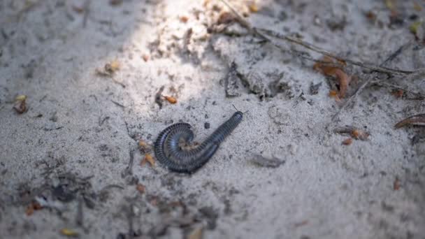Δύο Μαύρες Σαρανταποδαρούσες Που Σέρνονται Πάνω Στη Βρώμικη Άμμο Και — Αρχείο Βίντεο