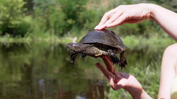 Female Hands Holding European Pond Turtle Blurred Background River Caught — Stock Video