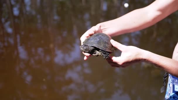 Manliga Händer Håller Europeisk Damm Sköldpadda Suddig Bakgrund Flod Fångad — Stockvideo