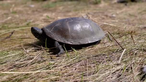 Schildkröte Kriecht Dicken Trockenen Gras Der Sonne Nahaufnahme Europäische Teichschildkröte — Stockvideo