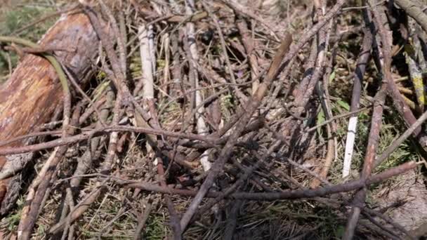 Birçok Kuru Dallar Kütükler Odun Yığını Orman Doğası Nda Yatıyor — Stok video