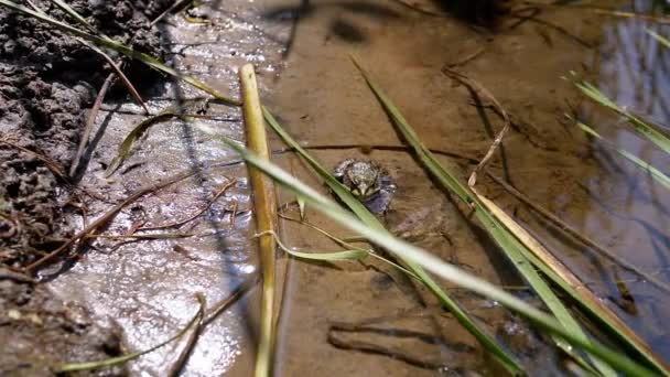 개구리 일몰에 플라잉 미드지와 Reeds에서 모래에 개구리는 얼굴을 연못에서 곤충을 — 비디오