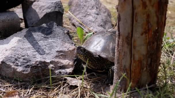 Черепаха Сидить Сухій Траві Лісі Серед Каменів Сонці Портрет Європейська — стокове відео