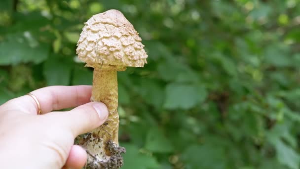 Hand Holding Poisonous Mushroom Blurred Background Green Trees Close Pale — Stock Video