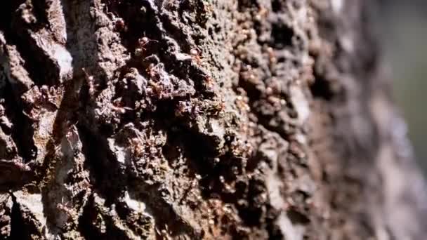Närbild Army Brown Ants Kryper Bark Tree Bright Sunlight Sakta — Stockvideo