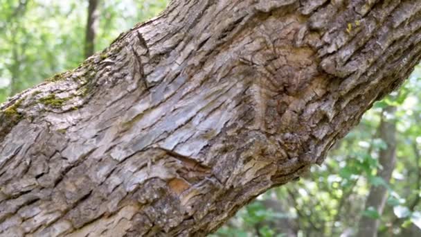 곰팡이 그리고 크롤링 개미로 나무의 브라운 소나무 줄기를 카메라 움직임 — 비디오