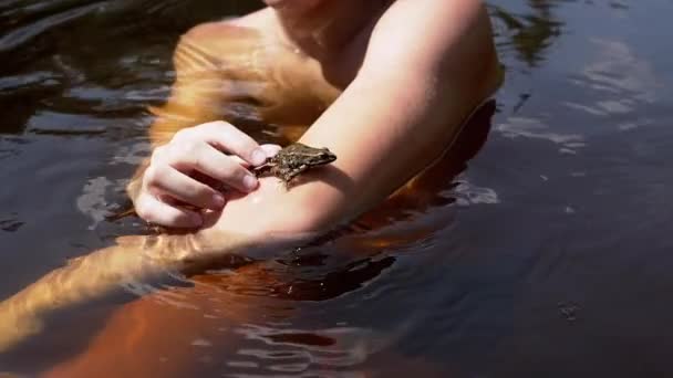 クローズアップ ポンドで泳いでいる間 カエル水中で遊んでいる子供 カエルは手に座り 水に飛び込み 川に浮かぶ 晴れた日 屋外レクリエーション 野生生物 ディスカバリー — ストック動画