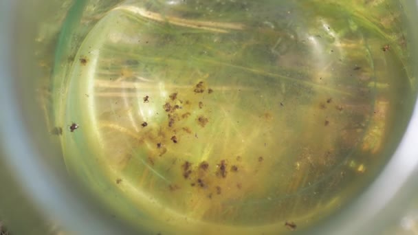 Muitas Formigas Mortas Flutuam Superfície Água Suja Jarro Vidro Insetos — Vídeo de Stock