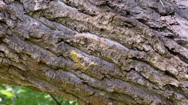 近づいて モールディ クロールアンツで覆われたオールドツリーのブラウンバーク パイン 木の幹に沿ったカメラの動き ラフな自然なテクスチャウッド 輝かしい自然の背景 サンライト アブストラクト — ストック動画