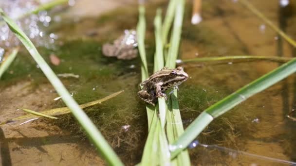 개구리 플라잉 크롤링 개미와 연못에 Reeds에 곤충을 두꺼운 사냥개를 발견했습니다 — 비디오