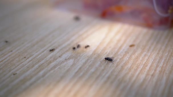 一群蚂蚁和一只苍蝇在木头表面爬行 在阳光下觅食 太阳光 吃剩的食物 木制桌子 选择性聚焦 模糊的运动 野生动物 特写镜头 — 图库视频影像