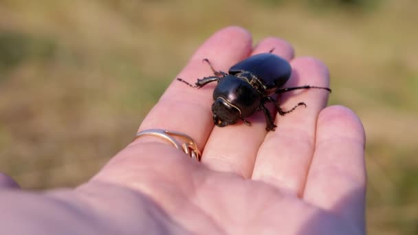 Female Hand Holding Large Dead Stag Beetle Blurred Nature Background — Stock Video