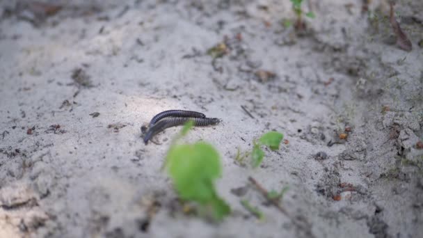 Two Black Centipedes Mating Crawling Dirty Sand Dry Leaves Sun — Stock Video