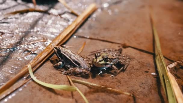 Twee Groene Kikkers Zittend Rivieroever Water Met Vliegende Midges Mieren — Stockvideo