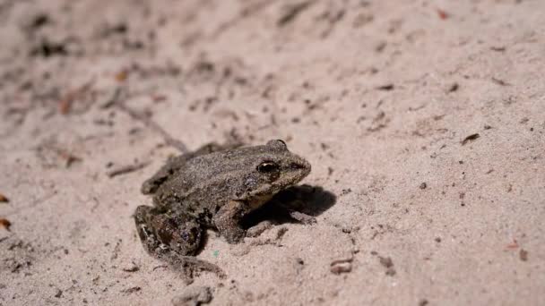 개구리 모래에 햇빛에 모래에 사이드 닫으세요 개구리 Toad 암피비안이요 공간을 — 비디오