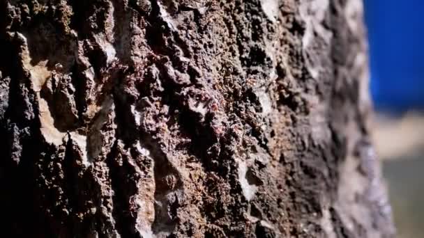Zblízka Armáda Hnědých Mravenců Plazí Kůře Stromu Jasném Slunci Zpomal — Stock video