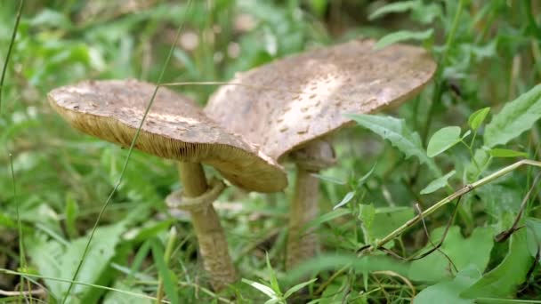 버섯은 숲에서 두꺼운 잔디에서 사이드 텍스처요 창백한 Toadstool 라멜라 위험한 — 비디오