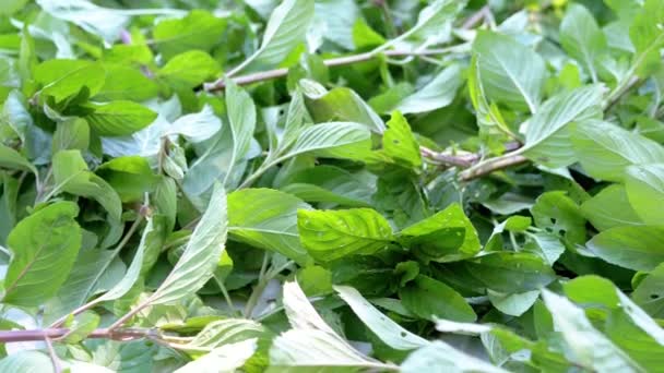 新鲜多汁的绿薄荷叶在阳光下新鲜的空气中晒干 户外有大量收获的薄荷 太阳光 相机的运动 大自然 茶的草药 — 图库视频影像