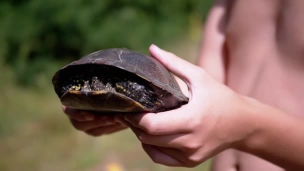 자연의 배경에 거북을 거북이가 껍질에 숨어있어 아이는 태양에 파충류의 껍질을 — 비디오