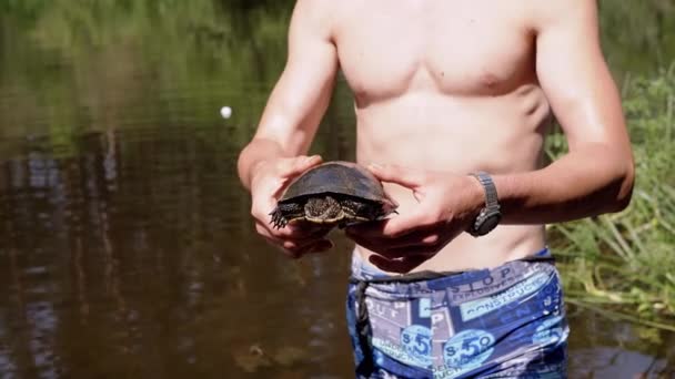 Male Hands Holding European Pond Turtle Blurred Background River Inglés — Vídeos de Stock