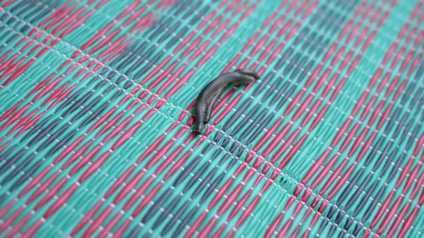 Două Centipedes Negru Împerechere Târându Covor Colorat Soare Focalizare Selectivă — Videoclip de stoc