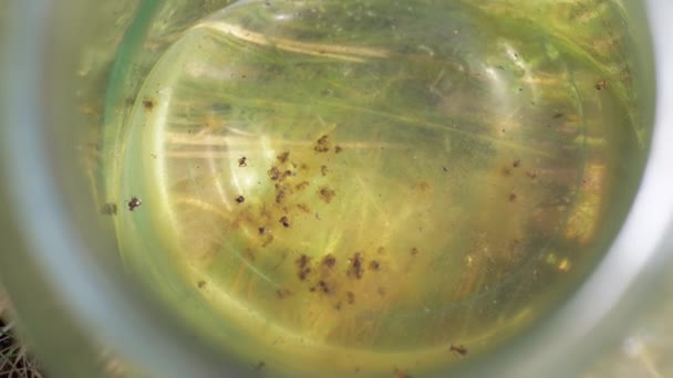 Spousta Mrtvých Mravenců Plave Povrchu Špinavé Vody Skleněné Nádobě Mrtvý — Stock video
