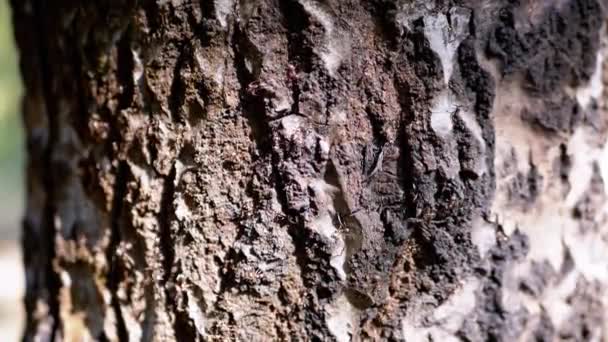 Närbild Army Brown Ants Kryper Bark Tree Bright Sunlight Sakta — Stockvideo