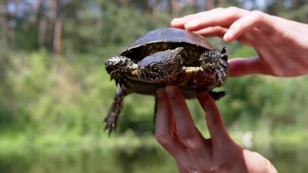 Male Hands Holding European Pond Turtle Blurred Background River Caught — Stock Video