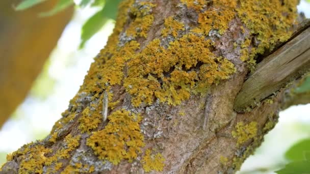 Perto Moldy Bark Uma Árvore Velha Coberto Com Musgo Fungo — Vídeo de Stock
