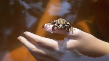 Nehirde Yüzen Çocuk, Güneş Işığında Yakalanmış Kurbağa Tutuyor. Açık havada. Parlak güneş ışınları altında yeşil bir kurbağa parmağına oturur, nefes alır ve kameraya bakar. Güneşli bir gün. Suya yansıyan.