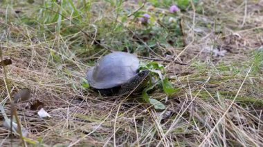 Kalın Çimenlerde Düşmüş Yapraklarla Oturan ve Güneşte Parlayan Kaplumbağa. Ön manzara. Portre. Avrupa gölet kaplumbağası kafasını çevirir, etrafına bakar. Sürüngen güneşli bir yaz gününde doğada dinleniyor..
