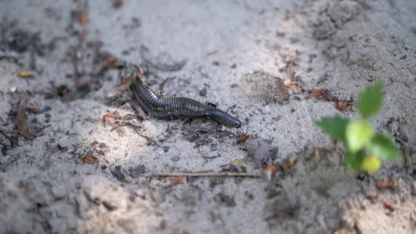 Två Black Centipedes Parning Krypa Smutsiga Sand Och Torra Blad — Stockvideo