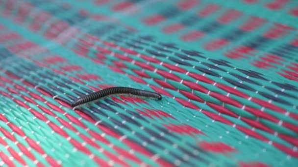 One Black Centipedes Fast Crawling Colorful Rug Sun Selective Focus — Stock Video