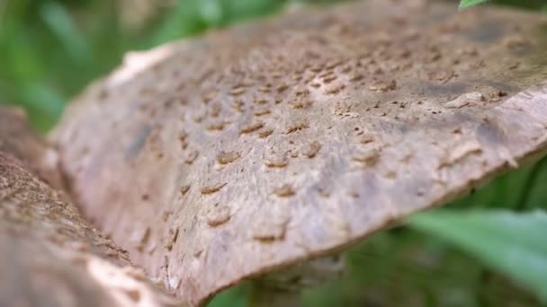 近距离观察 在森林的茂密的绿草中生长着两个大毒菌 顶部视图 淡淡的毒菌 带有褐色 层状顶盖的有毒危险蘑菇 — 图库视频影像