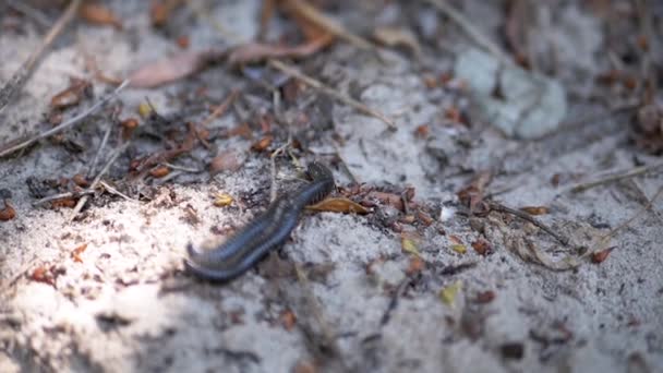 Two Black Centipedes Mating Crawling Dirty Sand Dry Leaves Sun — Video