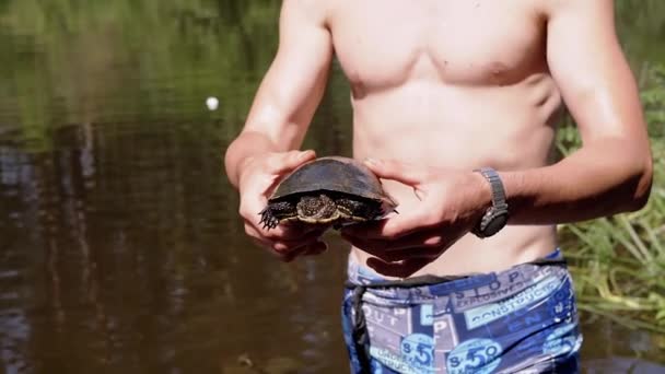 Male Hands Holding European Pond Turtle Blurred Background River Une — Video
