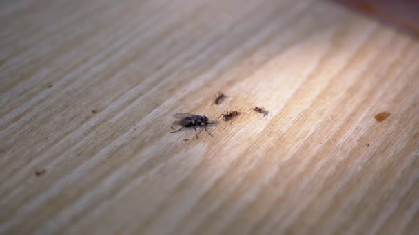 Group Ants One Fly Crawl Wooden Surface Search Food Sun — Vídeos de Stock