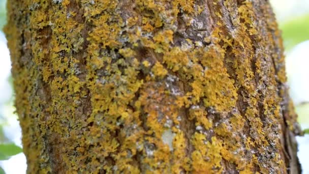 Close Brown Bark Old Tree Covered Moss Moldy Crawling Ants — Stock Video