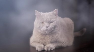 Yaklaş, Büyük Gri Yumuşak Kedi Smoky Room 'daki Masa Yüzeyinde Yatar. Duman içinde kameraya bakan uykulu safkan bir kedinin portresi. Arka plan bulanık. Doku. Sis. Duman, yangın..