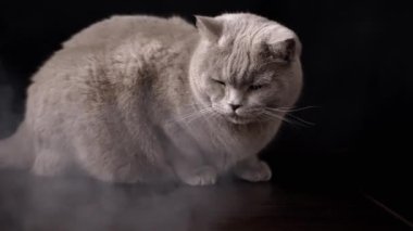 Yaklaş, Büyük Gri Kabarık Kedi Smoky Room 'da Masa Yüzeyinde Oturuyor. Portre. Korkak kedi kalın bir duman bulutunun içinde saklanıyor. Arka plan bulanık. Doku. Sis. Sigara içiyorum. Hayvan davranışları. Kapalı.