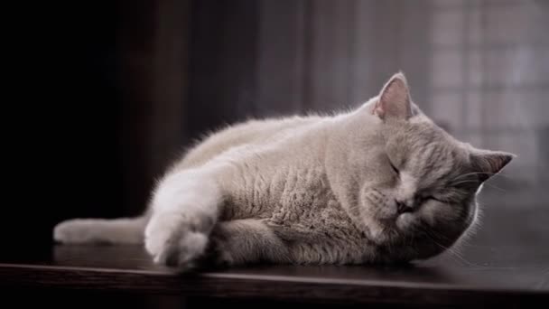 Retrato Gato Doméstico Soñoliento Esponjoso Acostado Sobre Una Mesa Madera — Vídeo de stock