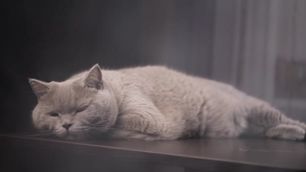 スモーキールームのテーブルの表面に大きな灰色のふわふわの猫が横たわっています 緑色の目で休む眠りについたネコの肖像画 煙に足を踏み入れた ブレイクした テクスチャ フォッグだ 火災について — ストック動画