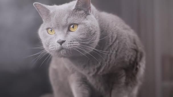 Zblízka Velká Šedá Chlupatá Kočka Sedí Povrchu Stolu Kouřové Místnosti — Stock video