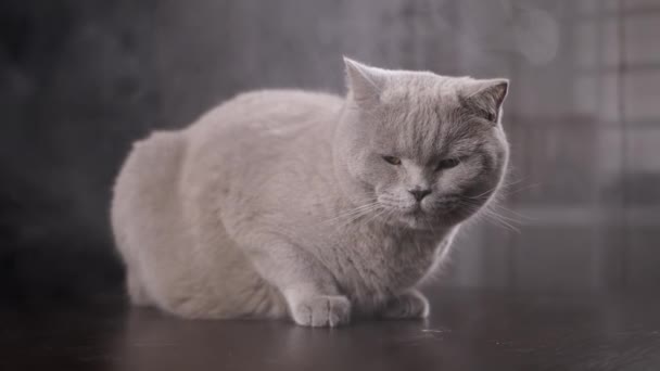 スモーキールームのテーブルの表面に大きな灰色のふわふわの猫が座っています 煙の雲を見つめている休眠中の眠っているピューレッドキャットの肖像画 ブレイクされた背景 テクスチャー フォッグだ 火災について — ストック動画