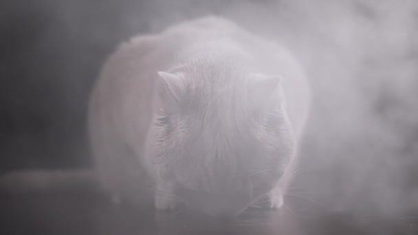 Close Large Gray Fluffy Cat Sienta Superficie Una Mesa Una — Vídeos de Stock