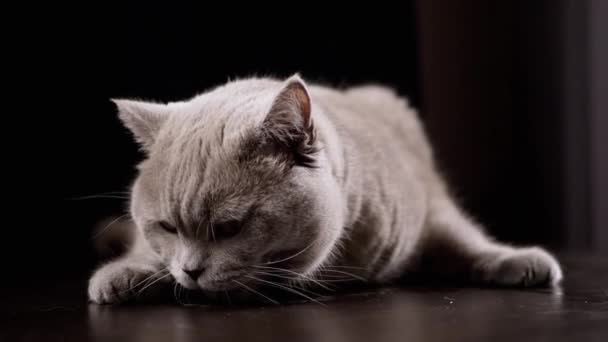 Πορτρέτο Μιας Παιχνιδιάρικης Γκρίζας Οικιακής Γάτας Ξαπλωμένης Ένα Ξύλινο Τραπέζι — Αρχείο Βίντεο