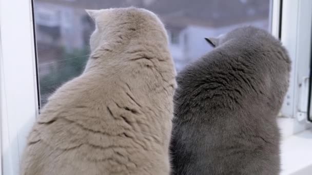 Δύο Μεγάλες Εγχώριες Γάτες Κάθονται Στο Windowsill Κοιτάζοντας Έξω Από — Αρχείο Βίντεο